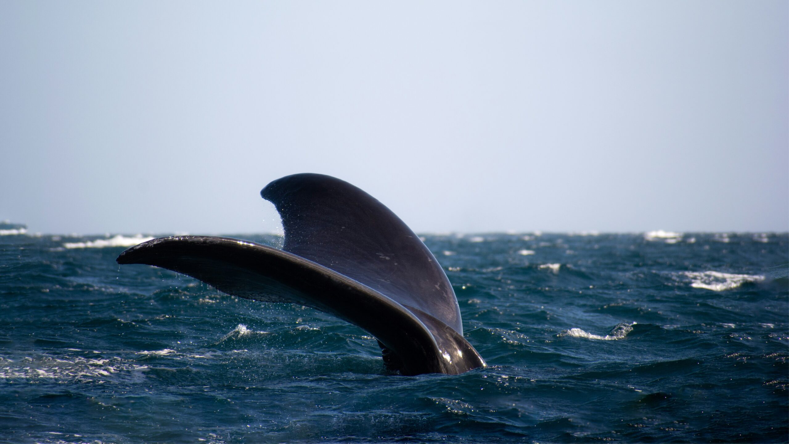 Puerto Madryn con Pto Piramides