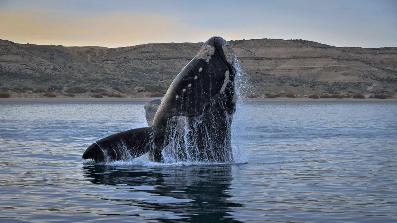Puerto Madryn con Pto Piramides