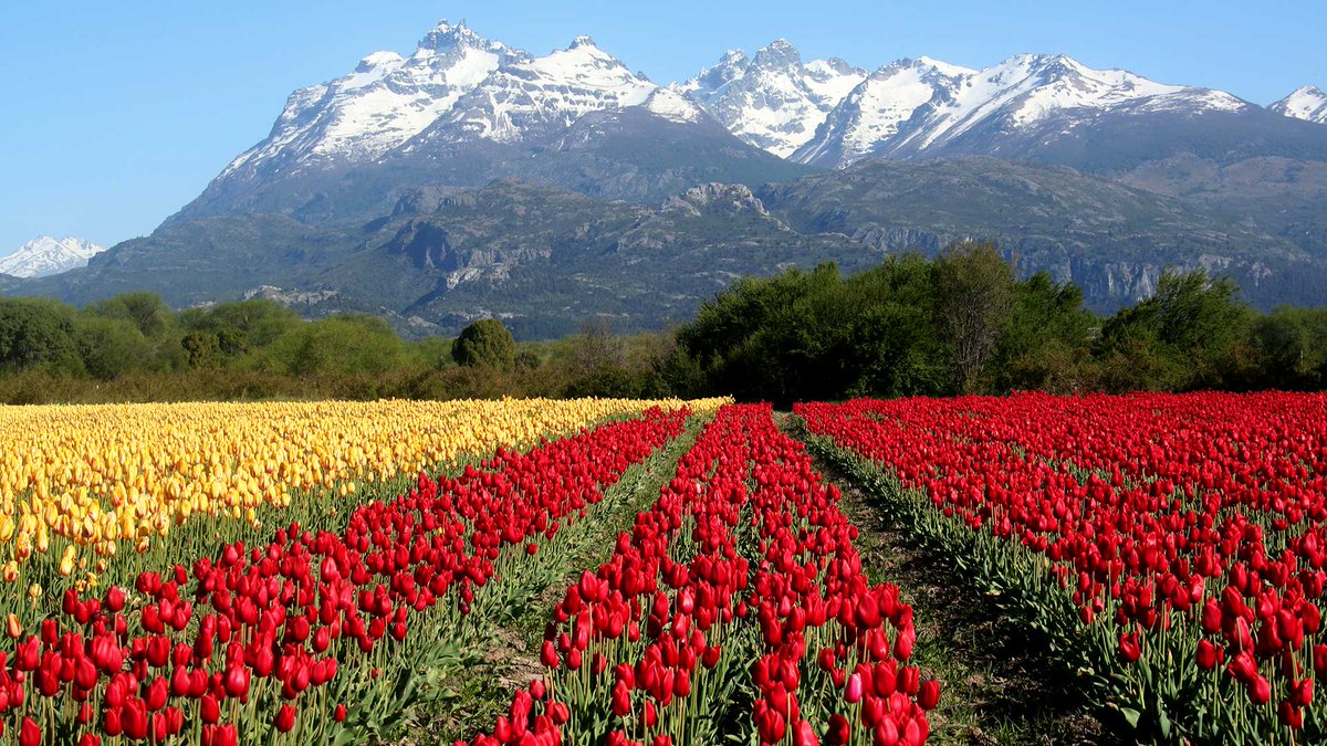 Bariloche, Esquel y Tulipanes de la Patagonia
