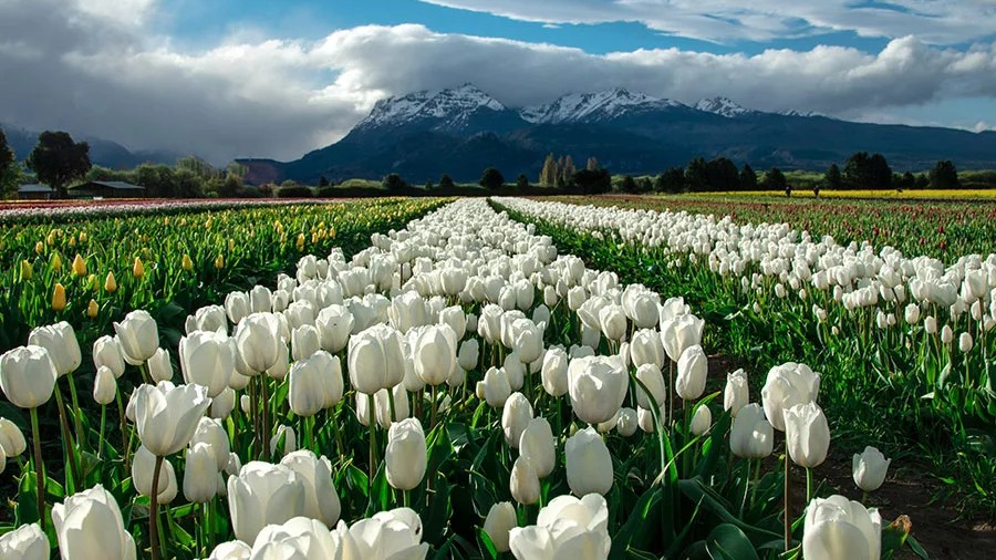Bariloche, Esquel y Tulipanes de la Patagonia
